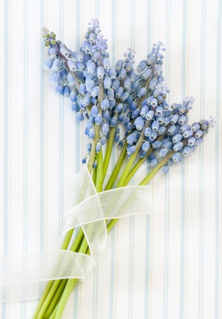 Bouquet of blue muscari on the background of fabricの写真素材