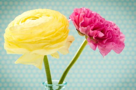 Beautiful flower pink Ranunculus on a light backgroundの写真素材