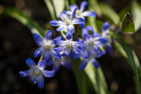 Meadow of spring flowers in the park