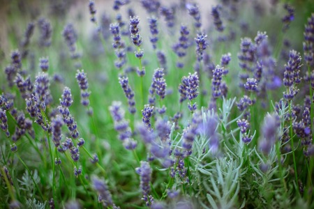 Lavender flower bush in the summer, shallow DOFの写真素材