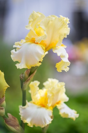 Close up of Yellow Bearded Iris Flowersの写真素材