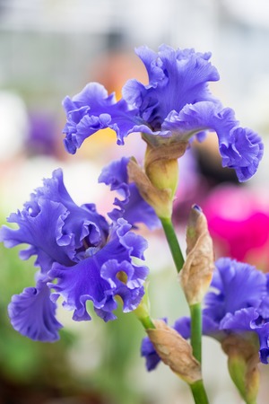 Close up of Blue Bearded Iris Flowersの写真素材