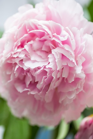 Pink peonies in vase on wood backgroundの写真素材