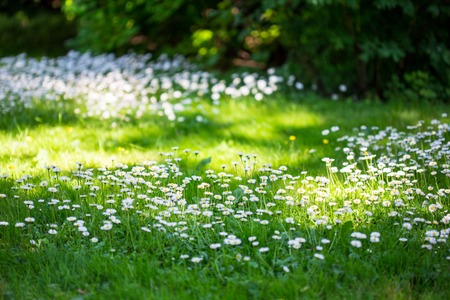 Summer meadow with marguerites and green grassの写真素材