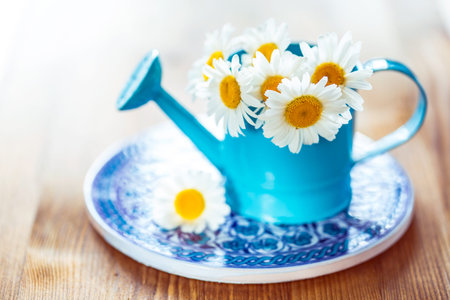 Chamomile flowers in a small blue watering canの写真素材