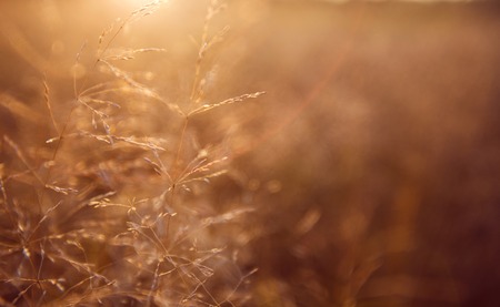 golden grass field at sunset. selective focusの写真素材