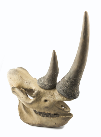 Decorative rhinoceros skull on a white backgroundの写真素材