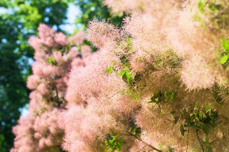 Smoketree - Cotinus americanus - flowers in the gardenの写真素材