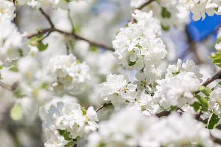 Blossom apple over nature background, spring flowers. Close up. Shallow depth of field.