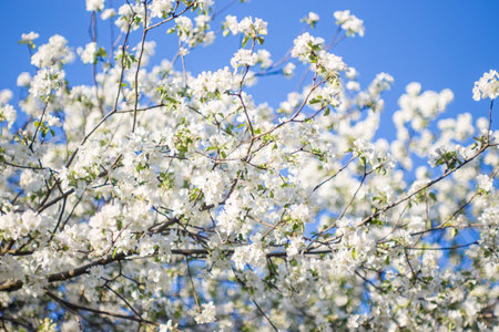 Branch of apple blossoms against the blue sky