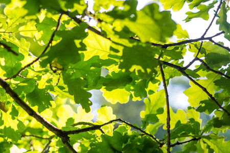 Green leaves on the green backgrounds. Shallow depth of field.