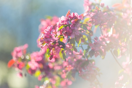 Red Blossom apple over nature background, spring flowers. Blur Shot with a selective focus and toning effect.の写真素材