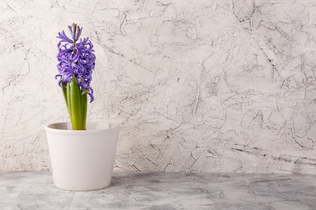 Violet hyacinth in white flower pot on white backgroundの写真素材
