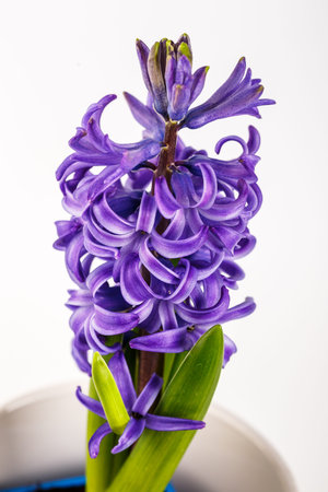 Violet fresh hyacinth blooming flowers in pot isolated on white background