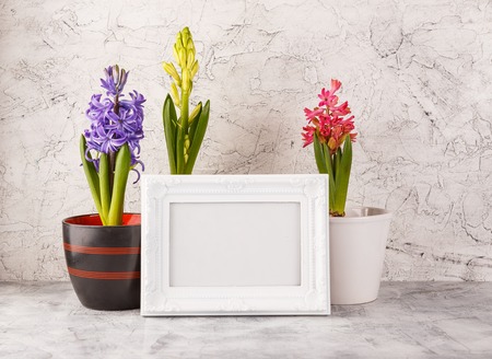 PInk, white and violet hyacinths in flower pots and white photo frame on light backgroundの写真素材