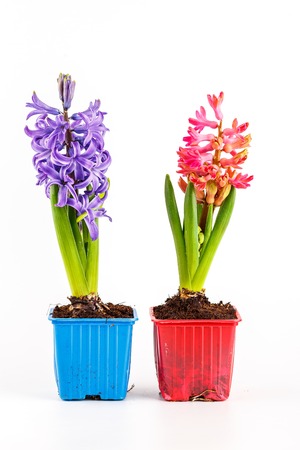 Colorful hyacinths in flower pots isolated on whiteの写真素材