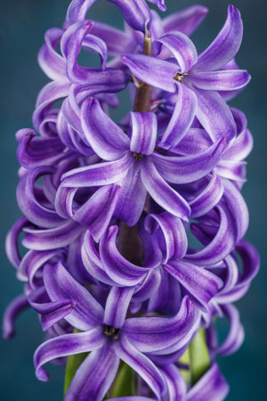 Violet beautiful hyacinth on a dark blue background.