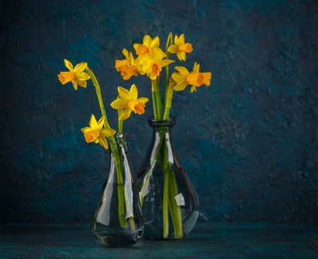 Bright spring yellow miniature daffodils in glass vasesの写真素材