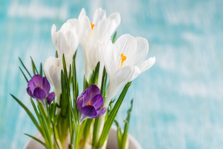White and purple crocus flowers in a white pot on a blue backgroundの写真素材