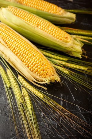 Fresh raw ripe corn cobs and wheat spikes on black concrete backgroundの写真素材