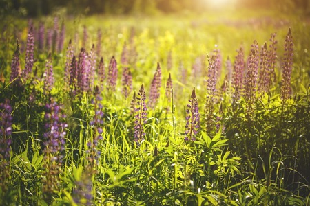Beautiful violet flowers of lupine in field in sunset light of the sunの写真素材