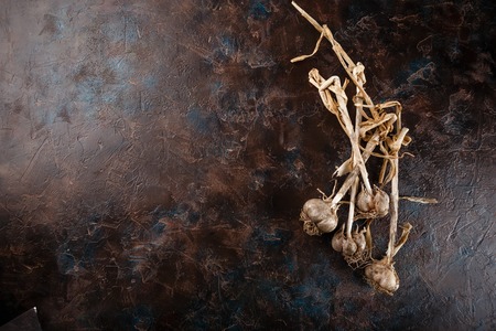 Garlic bulbs with dry stems stained in the ground on a brown backgroundの写真素材
