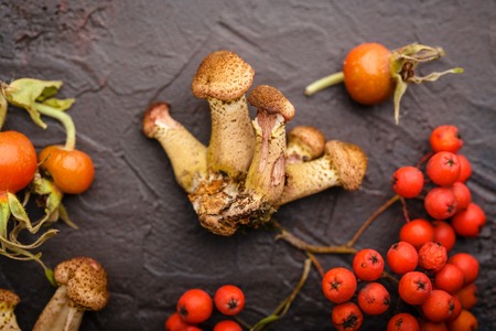 Autumn mushrooms honey agarics, rose hips and rowan on brown tableの写真素材
