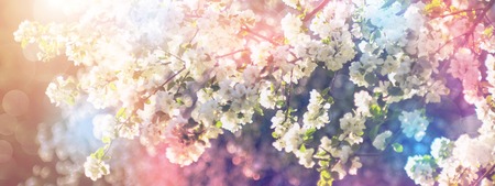 Spring landscape with white blooming apple trees. Spring nature background for web banner and header design. Blur Shot with a selective focus and toning effect.の写真素材