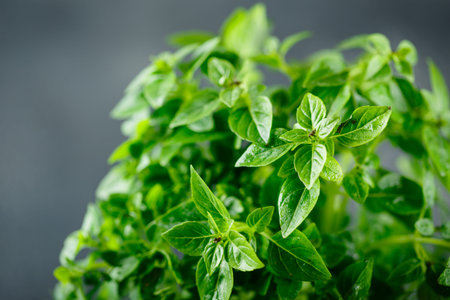 Fresh green leaves of basil on a old table