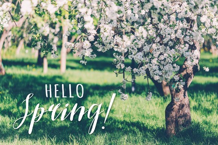 Spring landscape with white blooming apple treesの写真素材