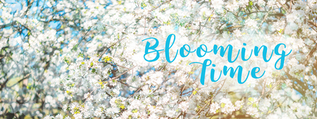 Apple tree flower blossoming at spring time, floral backgroundの写真素材