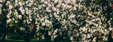 Spring landscape with white blooming apple trees
