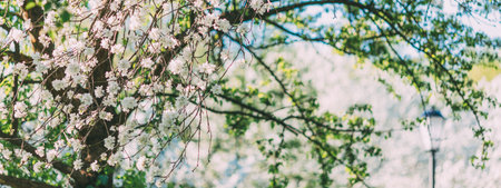 Spring landscape with white blooming apple trees