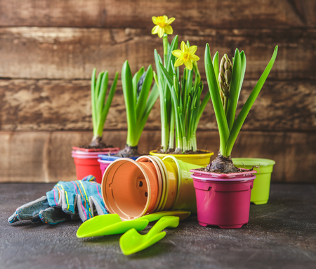 Spring flowers in pots narcissus and hyacinths with gardening tools on dark backgroundの写真素材