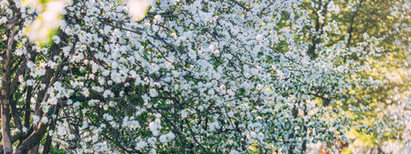 Spring landscape with white blooming apple trees
