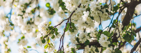 Apple tree flower blossoming at spring time, floral background