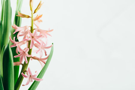 Light pink hyacinth flower on white background, spring bulbs in bloomの写真素材