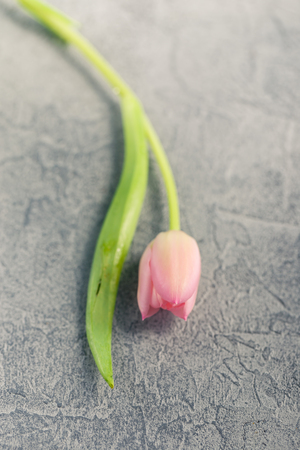 Bouquet of pink and lilac tulips in a glass vase on blue backgroundの写真素材