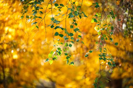 Yellow Birch leaves branches, bokeh background. Autumn spring background.の写真素材