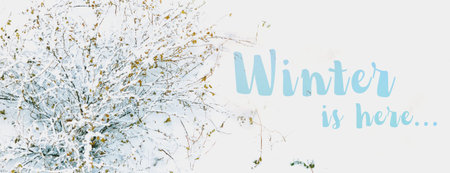 Winter snowy day in a beautiful at the edge of the forest