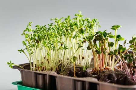 The microgreen in plastic trays for planting young plants. Microgreen are young vegetable green or sprouts, superfood, the concept of a healthy lifestyleの写真素材