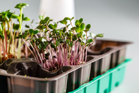 Microgreens of red cabbage growing in soil against a white background. Superfood, the concept of a...
