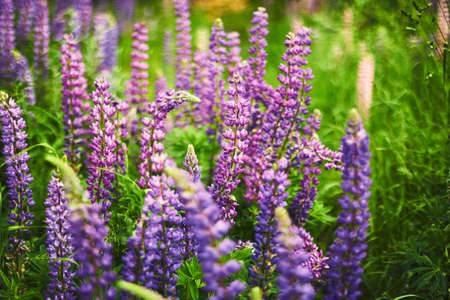 Blooming lupine flowers. A field of lupines. Sunlight shines on plants. Violet spring and summer flowers. Gentle warm soft colors, blurred background.の写真素材