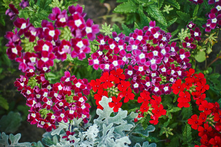 Verbena hybrid flowers blooming in park. Close up with selected focus.