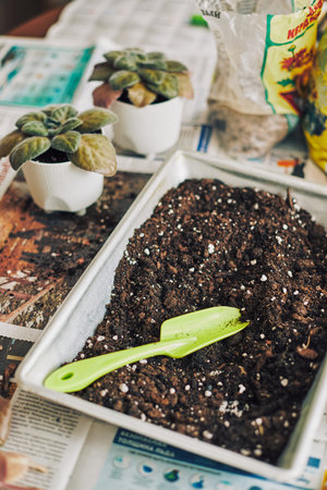Spring replanting of houseplants, two transplanted saintpaulias, fresh soil, hydrogel, pots for...