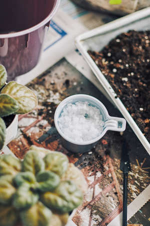 Spring replanting of houseplants, two transplanted saintpaulias, fresh soil, hydrogel, pots for transplanting and bags of soil additives. Home gardeningの写真素材