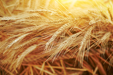 Close up of wheat ears, field of wheat in summer day.の写真素材