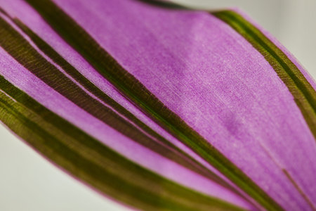 Macro shot of Tradescantia Zebrina variety with bicolor purple-green striped in sunlight. Houseplant for home decor.の写真素材