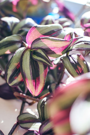 Plant Tradescantia Zebrina variety Burgundy with striped green-purple leaves in sunlight, close-up. Houseplant for home decor.の写真素材