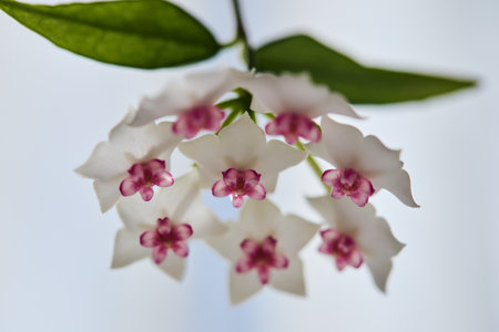 Blooming white and pink Hoya bella flower on green brunch. Houseplant for home decor. Close up, selective focus.の写真素材